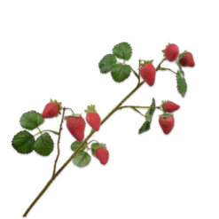 Aardbei tak rood groen 68cm