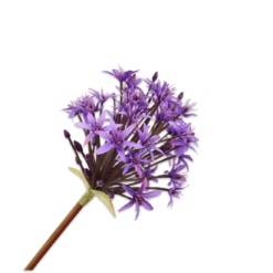 Allium steel donkerpaars 82cm