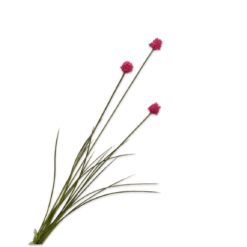 Allium steel roze rood 95cm