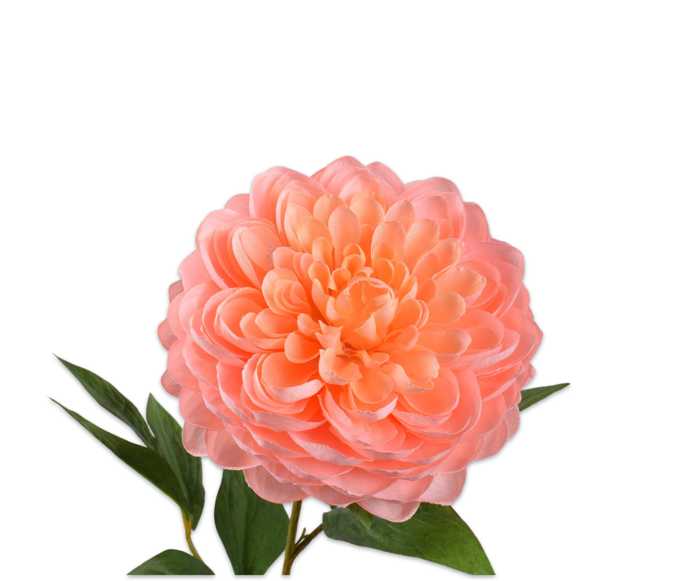 Dahlia steel perzik 62 cm - Afbeelding 2