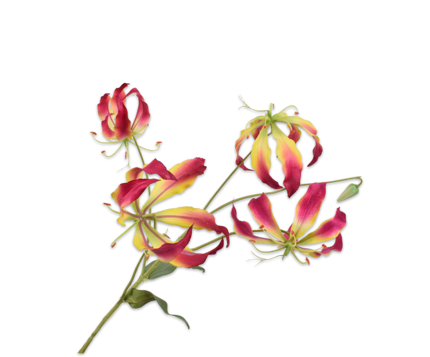 Gloriosa tak beauty 86cm