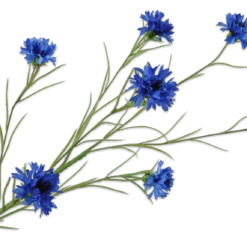 Korenbloem tak blauw 92cm