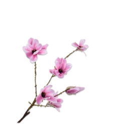Magnolia tak paars 73cm