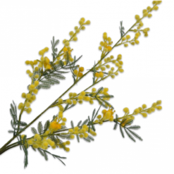 Mimosa tak geel 75cm