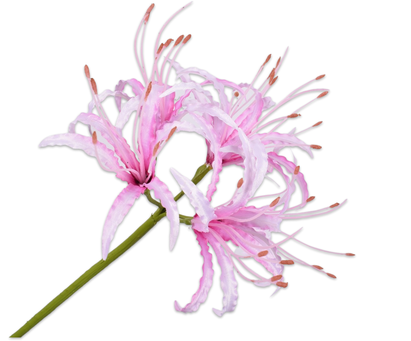 Nerine steel lichtroze 90cm