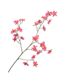 Orchidee tak beauty 100cm