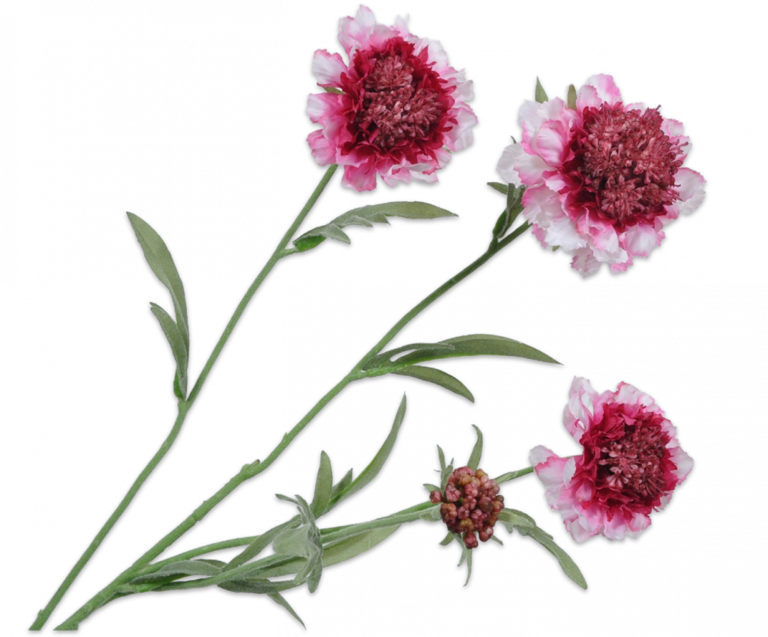 Scabiosa tak crème roze 80cm