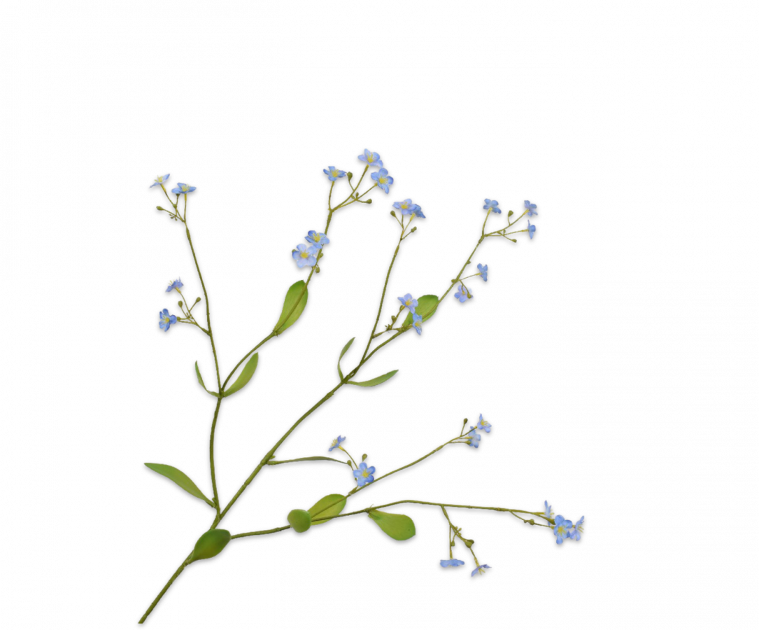 Vergeetmeniet tak blauw 74cm